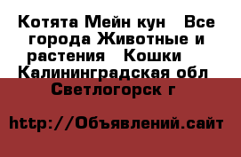 Котята Мейн кун - Все города Животные и растения » Кошки   . Калининградская обл.,Светлогорск г.